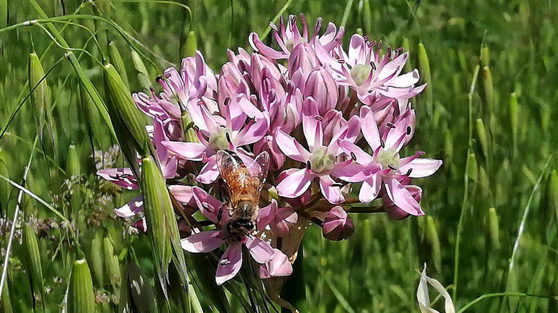 Allium... nigrum