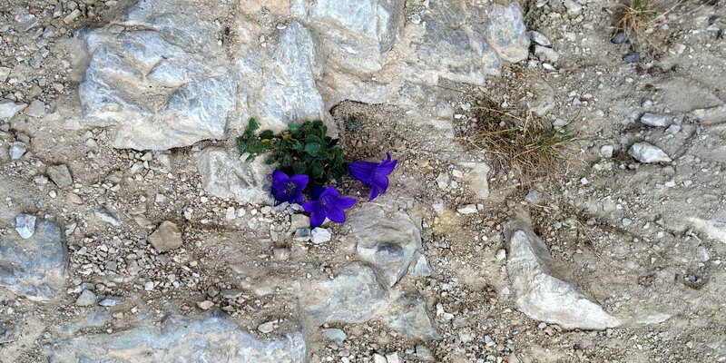 Campanula morettiana