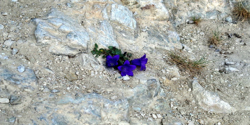Campanula morettiana
