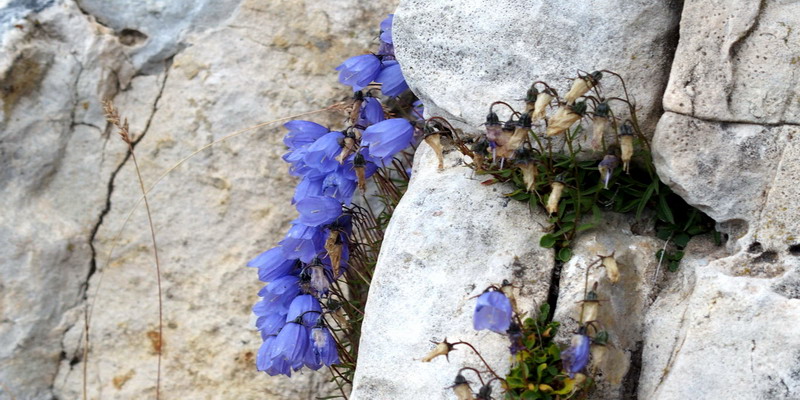Campanula cochleariifolia