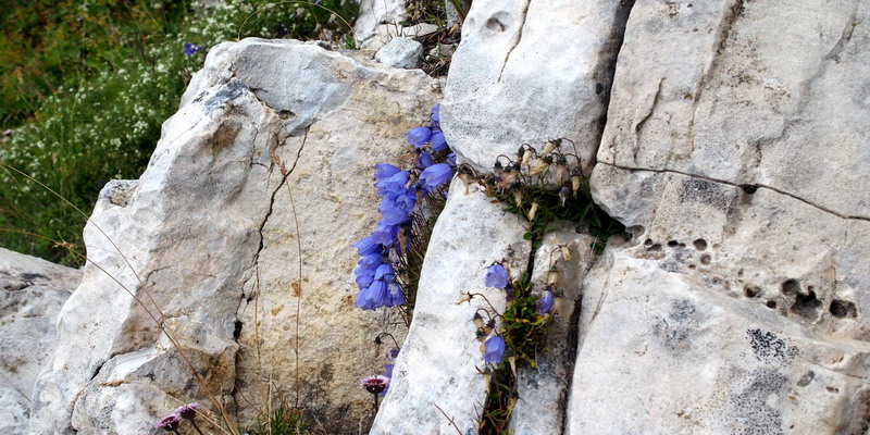 Campanula cochleariifolia