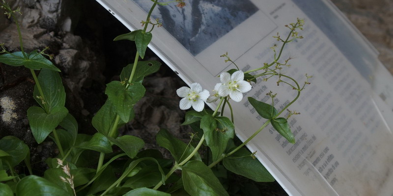 sconosciuto ... Parnassia palustris e Valeriana elongata