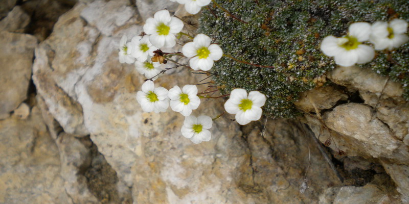 Sconosciuta - Saxifraga squarrosa