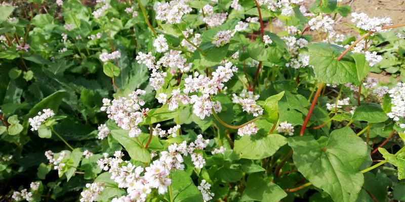 Fagopyrum esculentum / Grano saraceno (Polygonaceae)