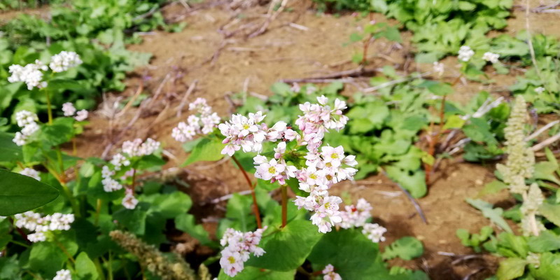 Fagopyrum esculentum / Grano saraceno (Polygonaceae)