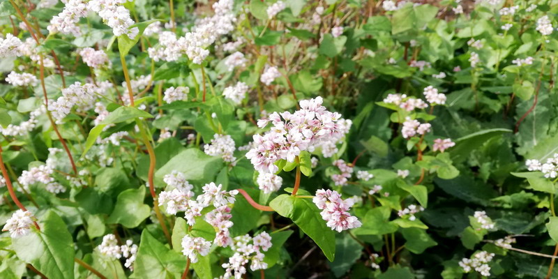 Fagopyrum esculentum / Grano saraceno (Polygonaceae)