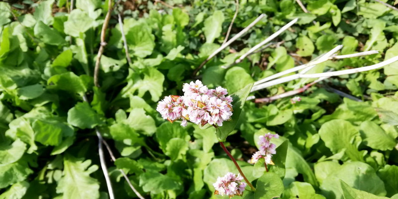 Fagopyrum esculentum / Grano saraceno (Polygonaceae)