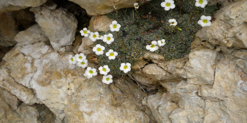 Sconosciuta - Saxifraga squarrosa