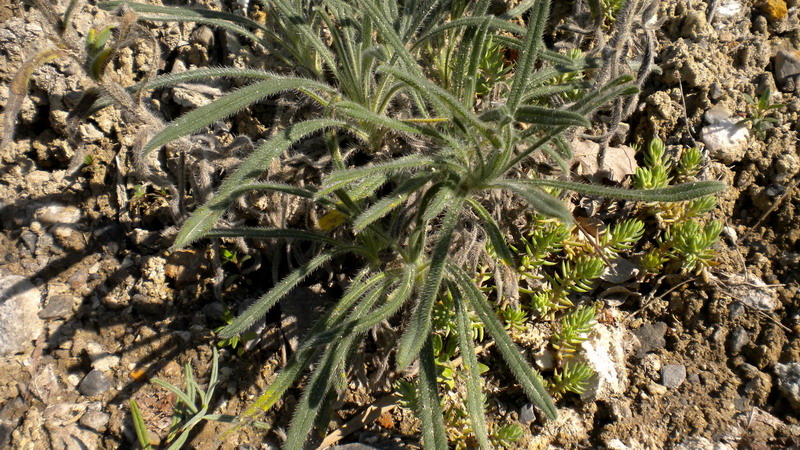 Onosma helvetica / Viperina elvetica