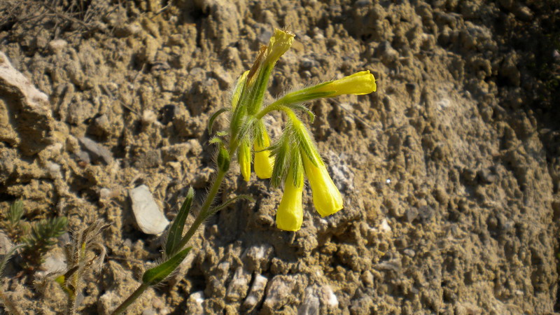 Onosma helvetica / Viperina elvetica