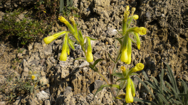 Onosma helvetica / Viperina elvetica