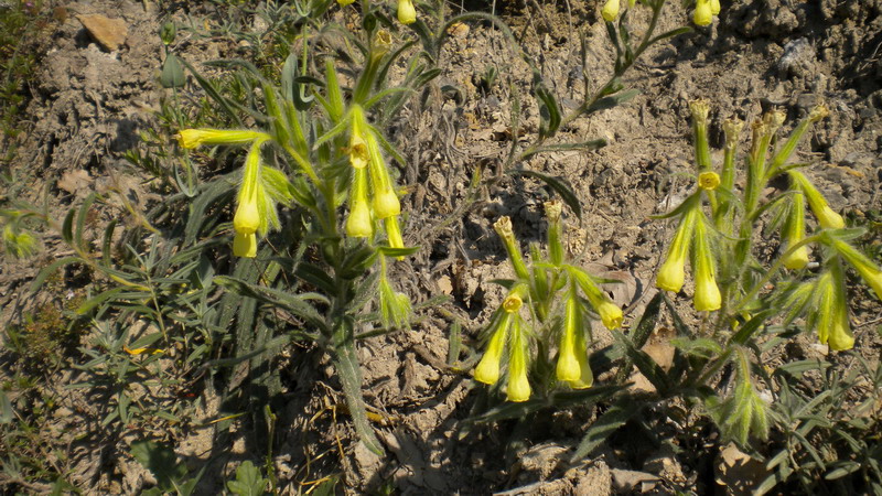 Onosma helvetica / Viperina elvetica