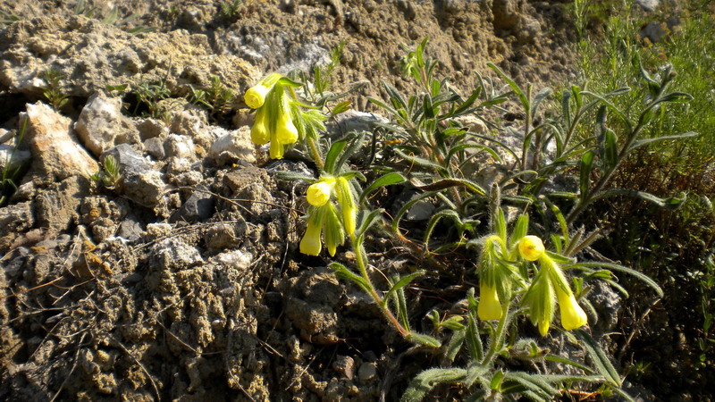 Onosma helvetica / Viperina elvetica
