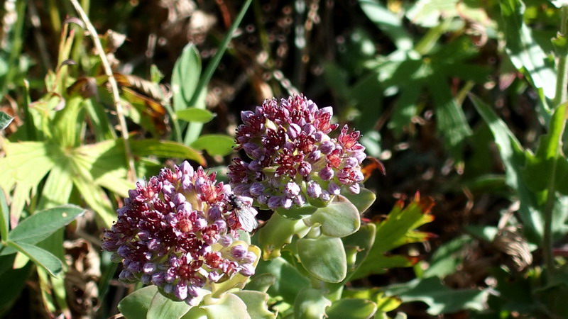 Hylotelephium anacampseros / Borracina anacampsero