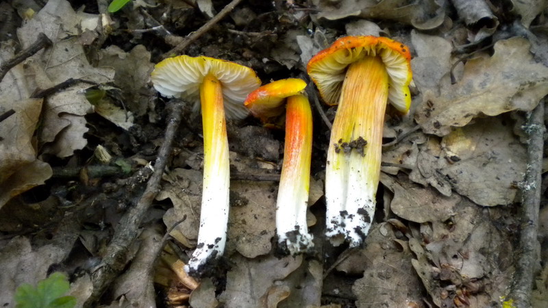 Hygrocybe.