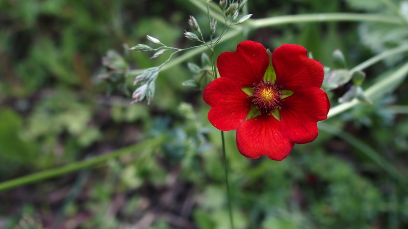 Potentilla atrosanguinea (Rosaceae)