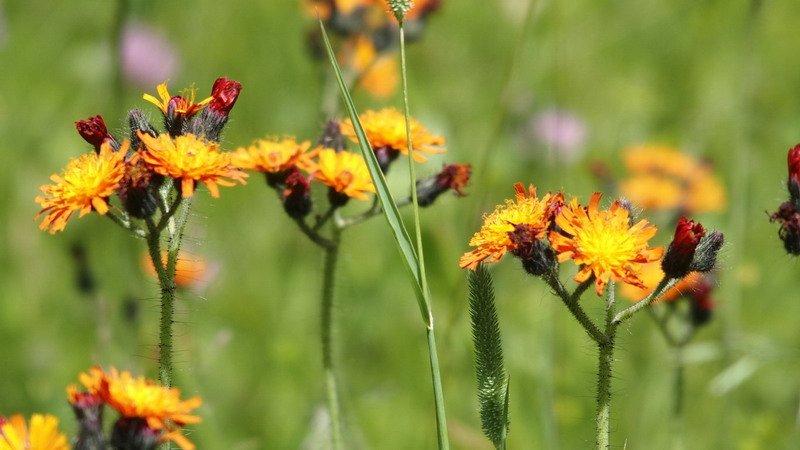 Fiore arancio - Crepis aurea
