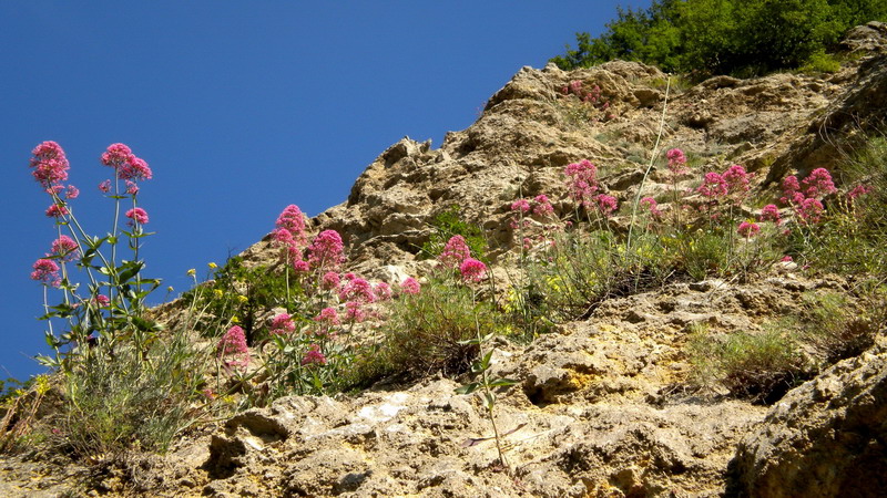 Centranthus ruber / Valeriana rossa