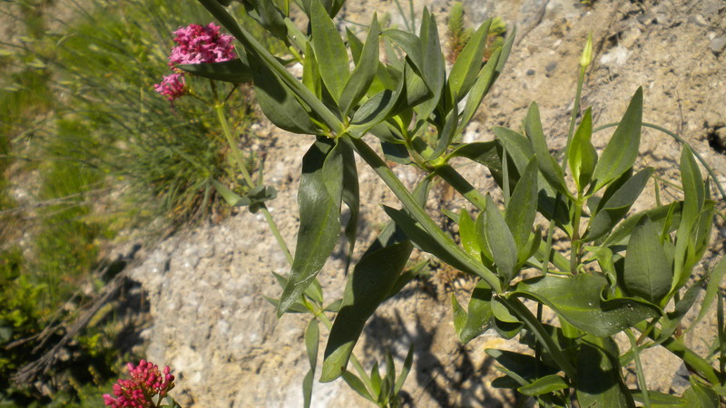Centranthus ruber / Valeriana rossa