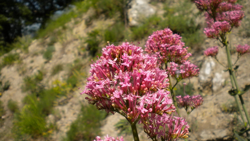 Centranthus ruber / Valeriana rossa