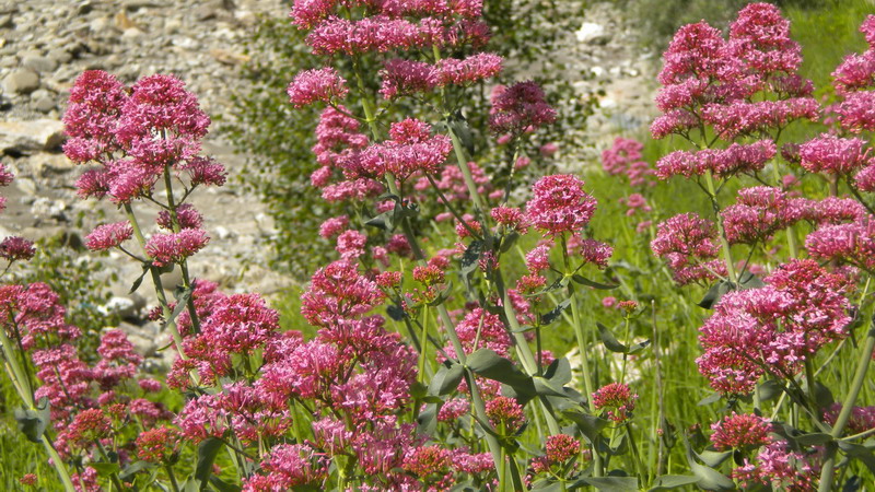 Centranthus ruber / Valeriana rossa