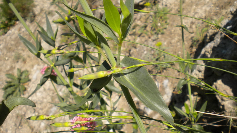Centranthus ruber / Valeriana rossa