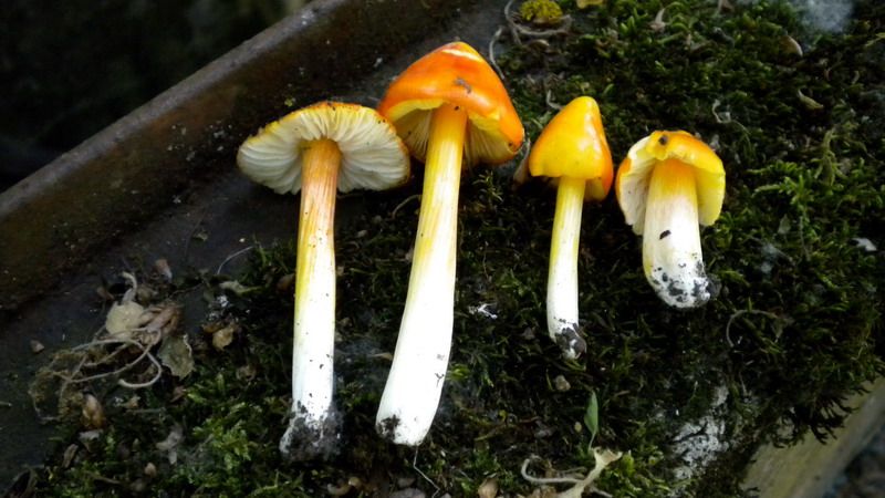 Hygrocybe.
