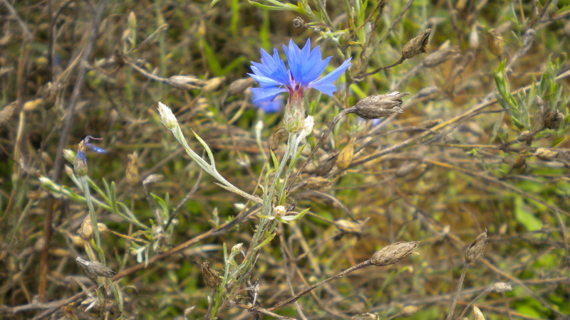 Cyanus segetum