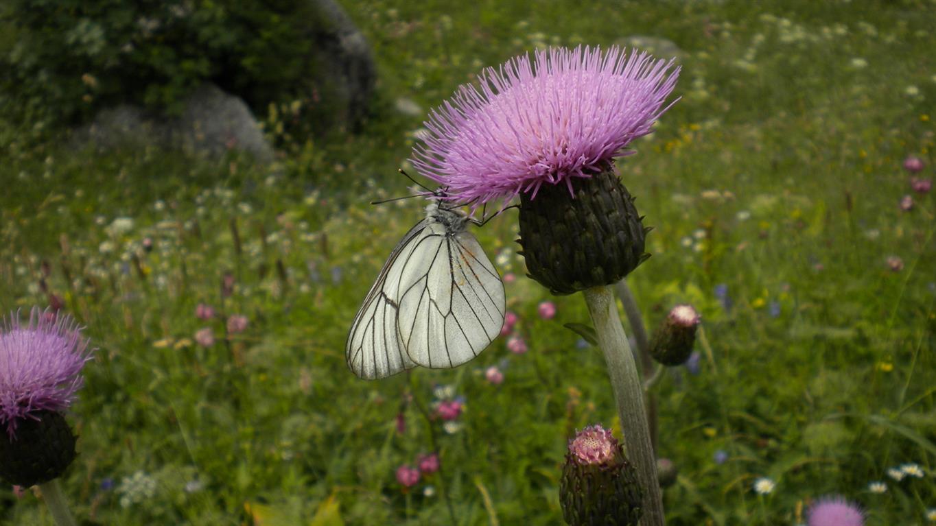Cirsium heterophyllum / Cirsio eterofillo
