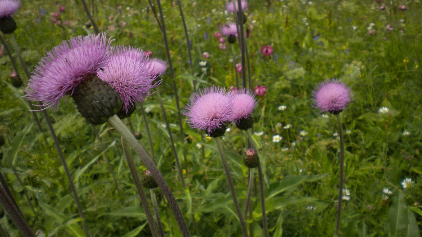 Cirsium heterophyllum / Cirsio eterofillo