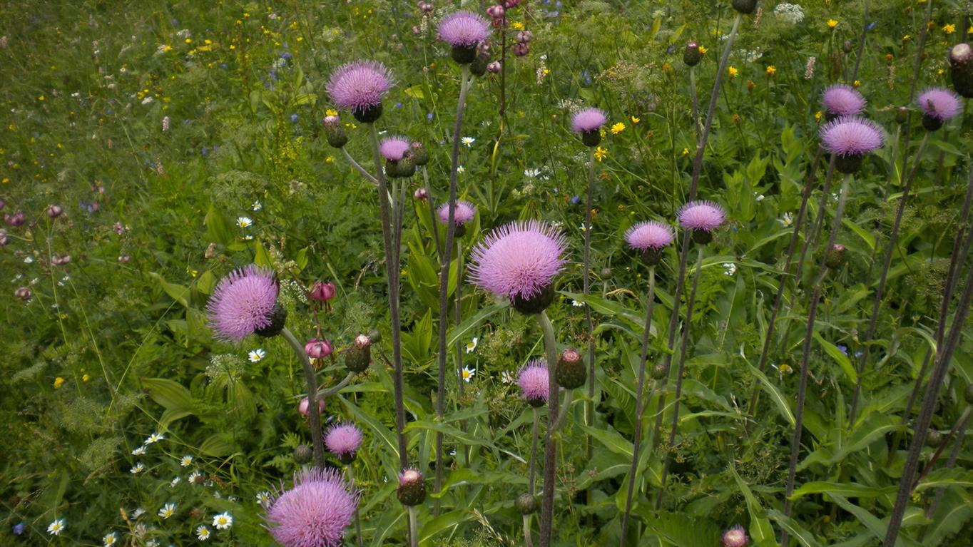 Cirsium heterophyllum / Cirsio eterofillo