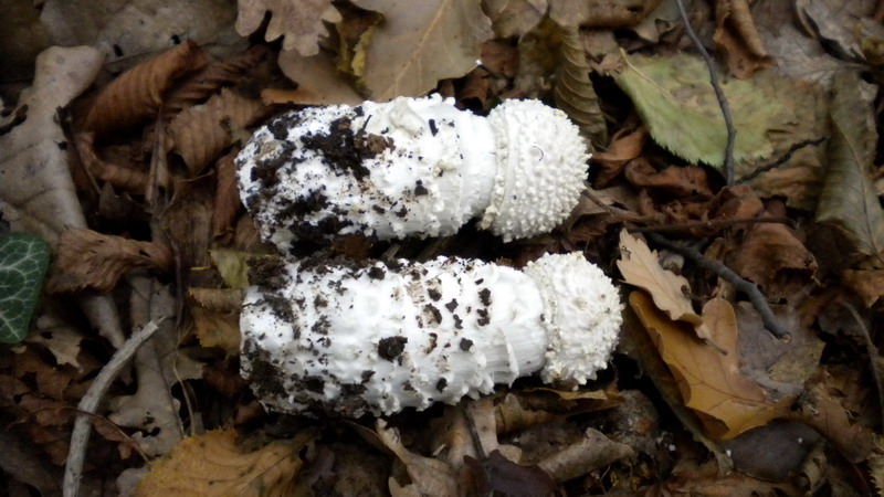 Amanita 1