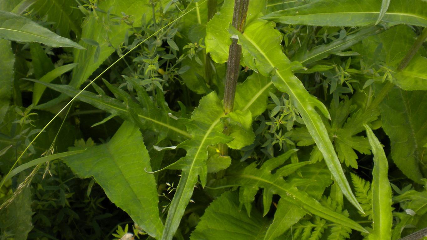 Cirsium heterophyllum / Cirsio eterofillo