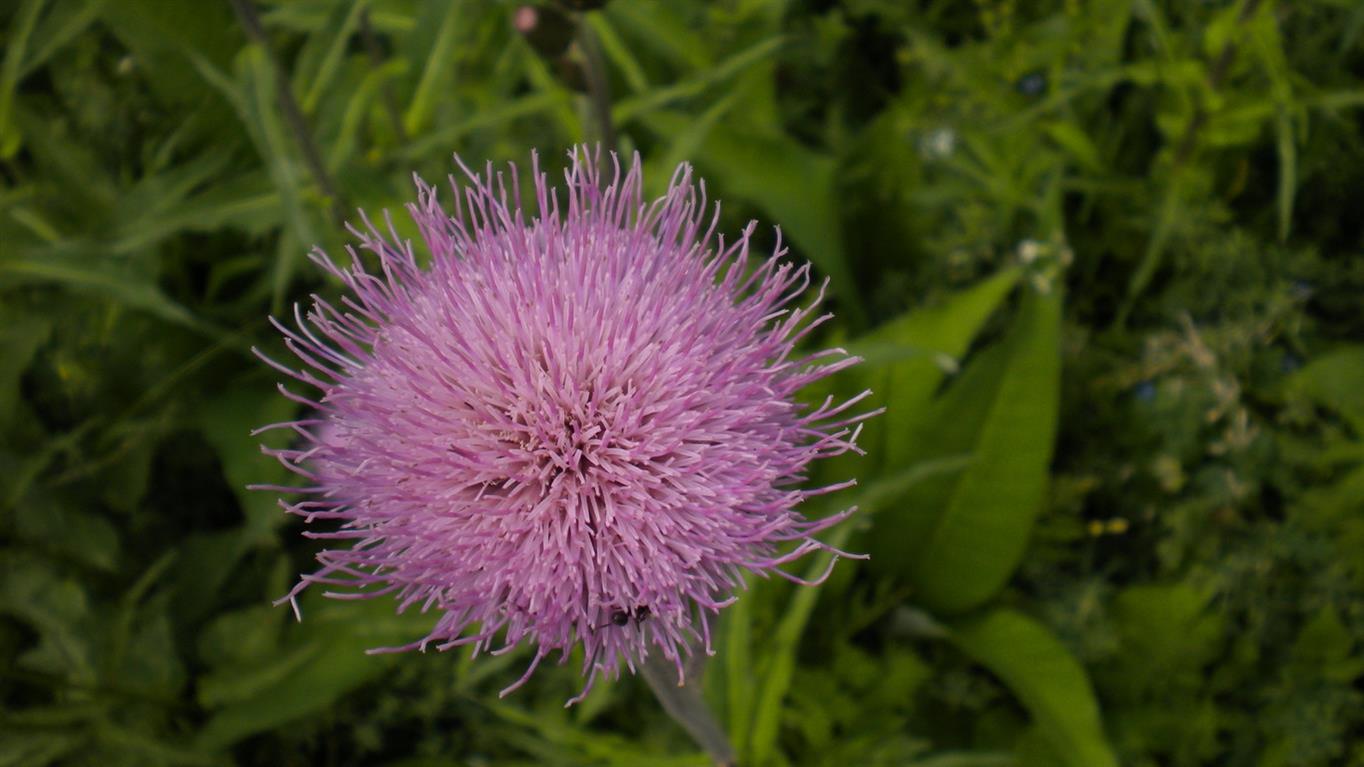 Cirsium heterophyllum / Cirsio eterofillo