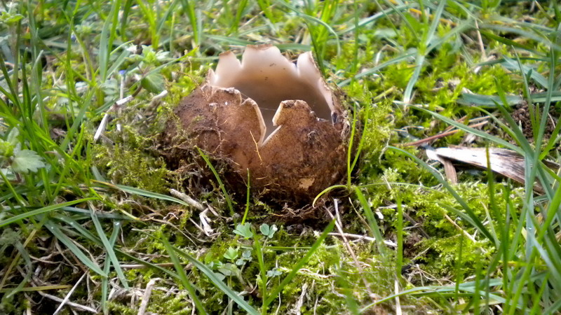 Ovetto di pasqua??