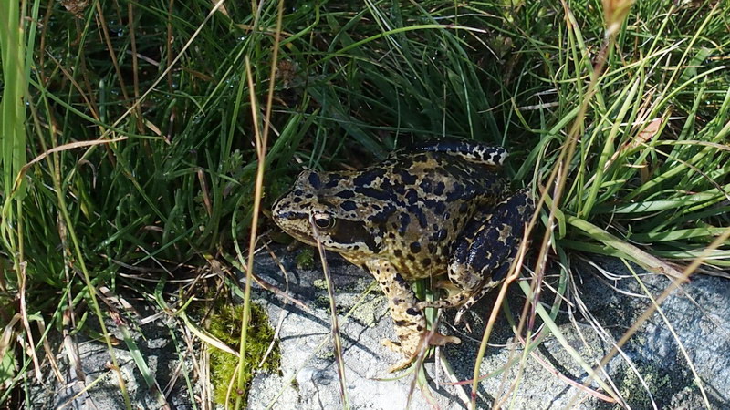 Rana alpina - Rana temporaria