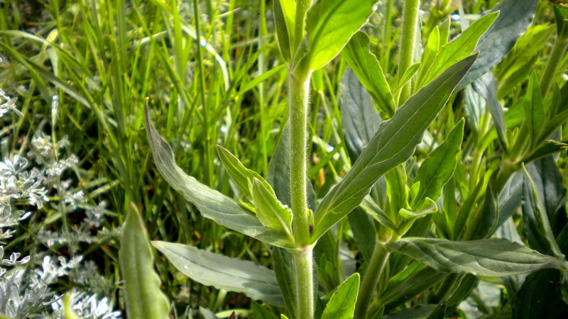 Caryophyllaceae - Silene alba