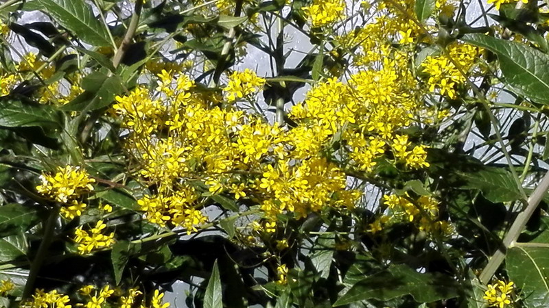Sisymbrium strictissimum / Sisimbrio rigido