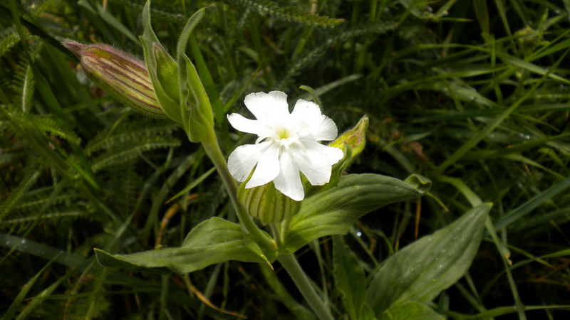 Caryophyllaceae - Silene alba