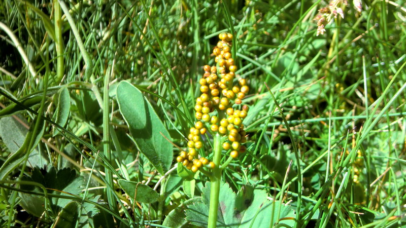 Botrychium lunaria