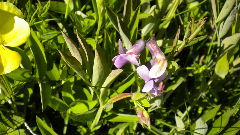Lathyrus