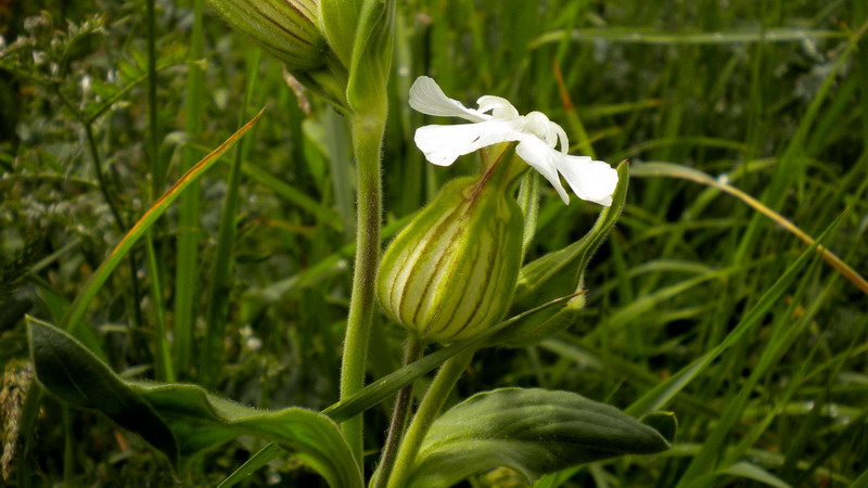 Caryophyllaceae - Silene alba