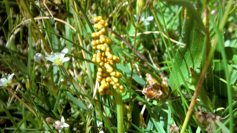 Botrychium lunaria