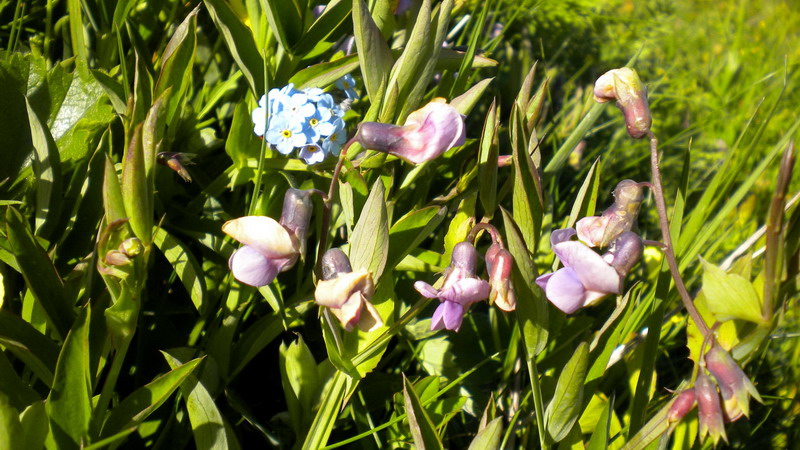 Lathyrus
