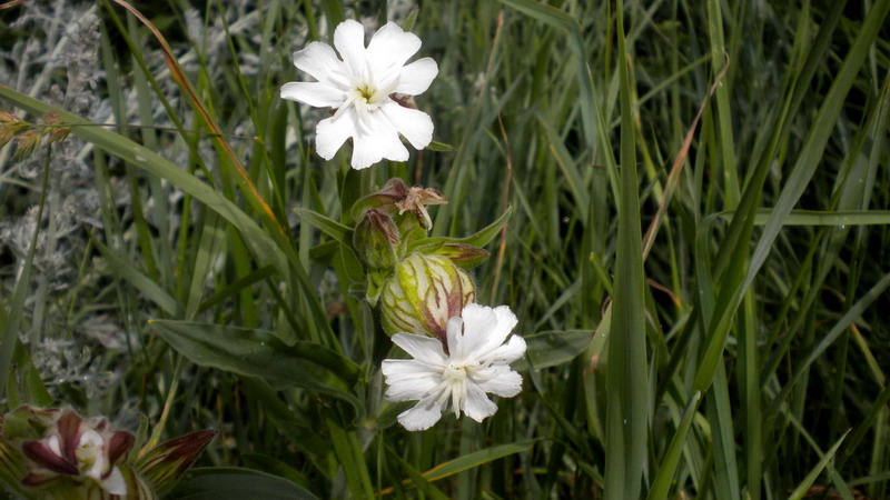 Caryophyllaceae - Silene alba