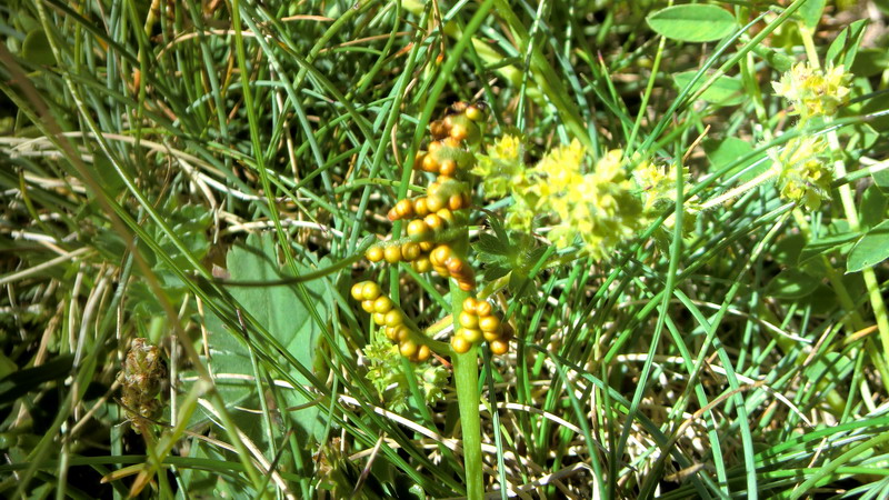 Botrychium lunaria