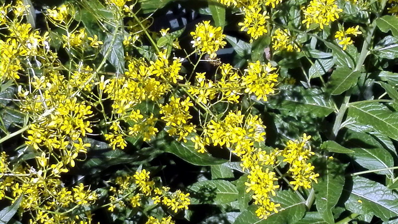 Sisymbrium strictissimum / Sisimbrio rigido