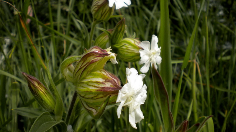 Caryophyllaceae - Silene alba