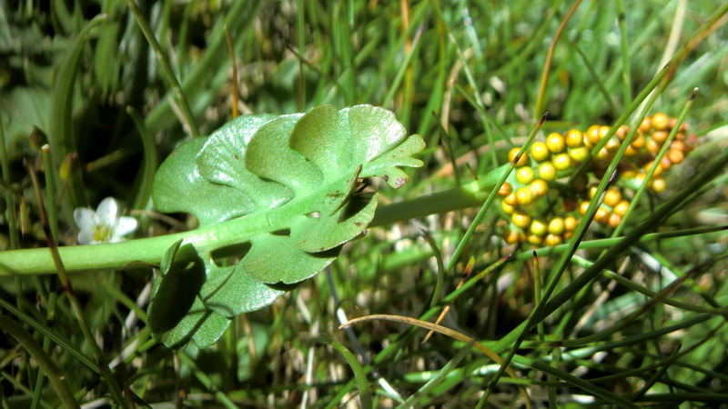 Botrychium lunaria