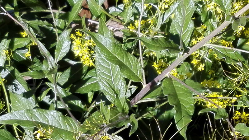Sisymbrium strictissimum / Sisimbrio rigido